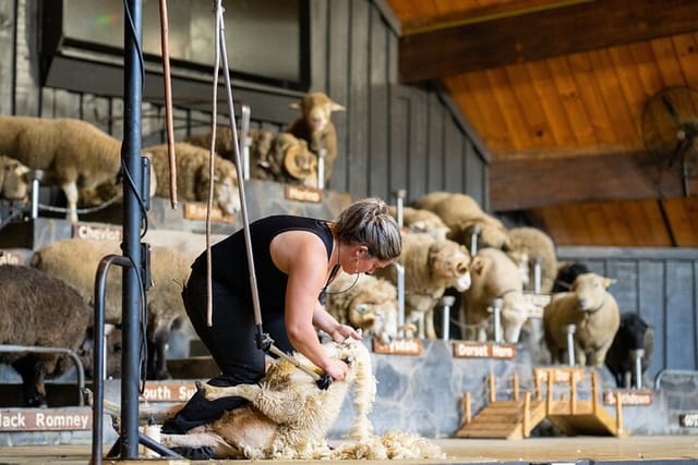 Agrodome Farm Experience including Farm Show and Farm Tour - Rotorua - Photo 1 of 14